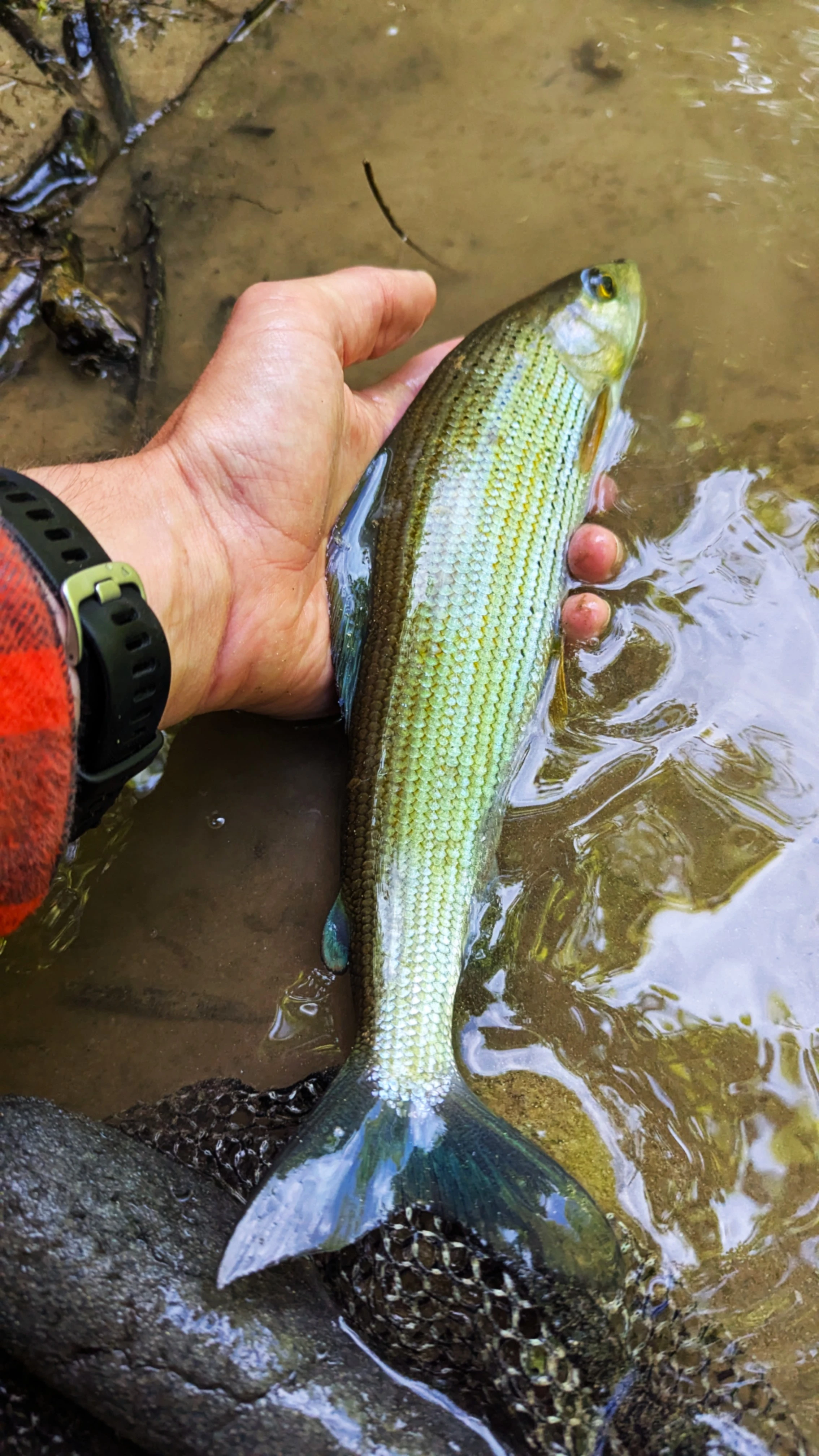 Guidage pêche de l'Ombre dans l'Aube